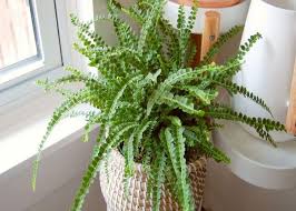Top 20 Indoor Plants For Oxygen And