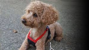 cute poodle found dumped in locked