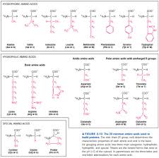 Amino Acids Chart Mit First Year 2014 15 Section M