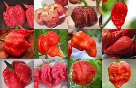 Top 12 Hottest Peppers In The World 2016
