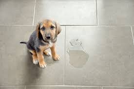 puppy urine smell eliminate it safely