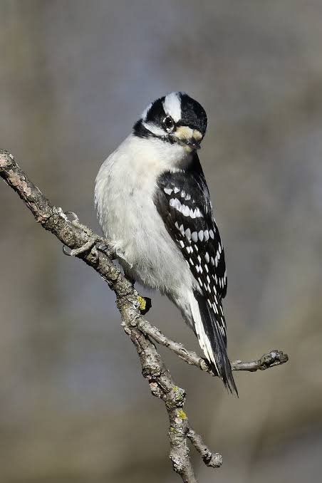 Downy Woodpecker | Audubon Field Guide