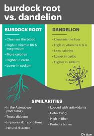 burdock root benefits uses side