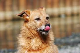 dog keeps licking lips 10 causes dr
