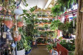 3 places to stock up on houseplants