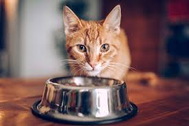 how much should i really feed my cat