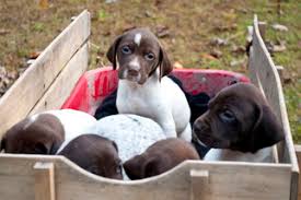Posted on november 27, 2019 (december 22, 2019) by puppies.info. Puppyfinder Com German Shorthaired Pointer Puppies Puppies For Sale Near Me In Virginia Usa Page 1 Displays 10
