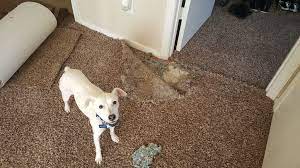 albuquerque pet damage carpet repair