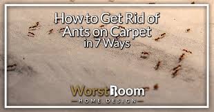 how to get rid of ants on carpet in 7
