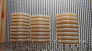 how to make sterilized agar plates