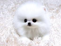 dogs puppy puppies pomeranian teacup