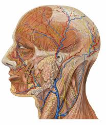 All major arteries of the neck originate from the aortic arch via three main vessels: Vascular Anatomy Of The Neck Ent Clinic Sydney