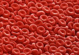 Erytrocyty w moczu i we krwi. Badania, wyniki i normy dla zawartości  krwinek czerwonych | Strona Zdrowia