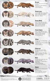 Info about the bengal cat breed including; Bengal Cat Colors Royal Bengal Cattery Bengal Cats And Kittens Bengal Cat Kitten Bengal Cat White Bengal Cat