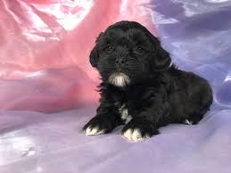 black and white shih tzu poodle puppy