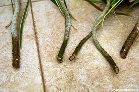 It's their habit to get rather long and leggy over time. How To Keep Your Dracaena Marginata Cuttings Healthy