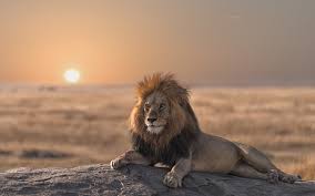 Of the light brown color that resembles the fur of a lion. Dynasties Why Africa S Lions Are Being Poisoned And What You Can Do To Help