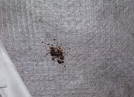 How To Check For Bed Bugs Bed Bug