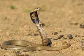 get rid of snakes in your home yard