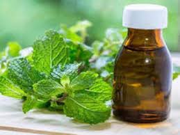 Mentha Oil Prices Mentha Oil Prices Surge On Improved Spot