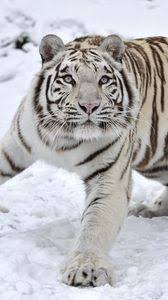 These images are ready to download, and can be used for commercial and. Tiger Iphone 8 7 6s 6 For Parallax Wallpapers Hd Desktop Backgrounds 938x1668 Images And Pictures