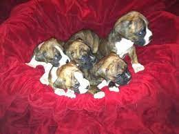 Look here to find a boxer breeder close to youwisconsin who may have puppies for sale or a male dog available for stud service. Boxer Puppies For Sale In Milwaukee Wisconsin Classified Americanlisted Com