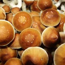 Mushroom kits · grow morels · since 1989 It S A Treat The Rise Of Magic Mushroom Microdosing