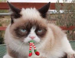 Ten Christmas Cats Who Give Their Opinion On the Elf on the Shelf | Funny  grumpy cat memes, Grumpy cat meme, Funny cats