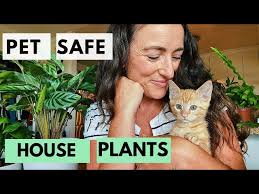 Houseplants Safe For Cats Plant Tour