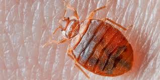 what causes bed bugs loadup