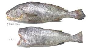 corvina fish ghol hgt at best