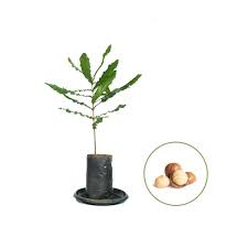 1 year old macadamia plant at rs 300