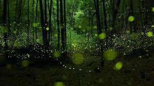 Wild Dance Of Golden Fairies Fireflies In Bamboo Forest Nagoya