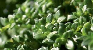 green carpet rupturewort herniaria