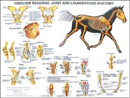 Equine Hind Limb Anatomy Chart