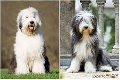 what-dogs-look-like-old-english-sheepdog
