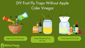 how to catch fruit flies without apple