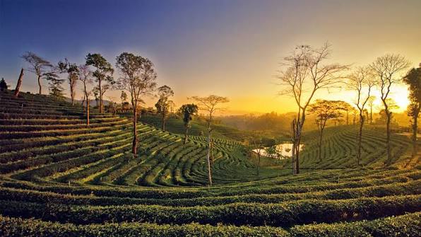 Assam Wallpapers - Top Free Assam Backgrounds - WallpaperAccess