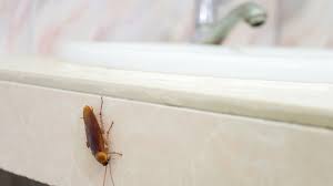get rid of bathroom bugs aai pest control