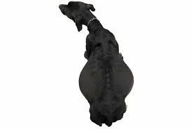 The disease may cause stomach pain and discomfort, but the dog may hide this. Acute Abdomen In Dogs Cats Step By Step Approach To Patient Care Today S Veterinary Practice