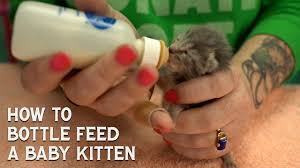 how to bottle feed a baby kitten you