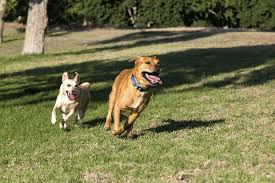 dog parks for near you with sniffspot