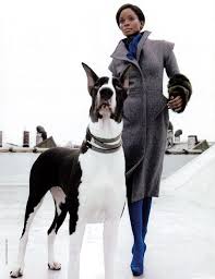 Favorite this post feb 10 Models 1 Tomiko Fraser Portfolio Great Dane Dogs Great Dane Dane Dog