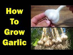 How To Grow Garlic The Definitive