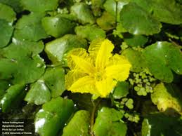 yellow floating-heart (Nymphoides peltata) - Species Profile