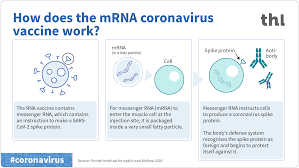mRNA vaccines: FAQ - THL