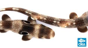 ora speckled carpet shark