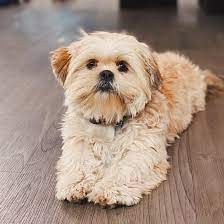 Shih tzu x boston terrier = boshih. Does This Handsome Boi 6 Month Old Look Like A Pure Bred Shih Tzu Or More Like A Shih Tzu Mix To You I Got Him From Someone Who Owns Shih Tzus