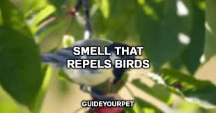 7 smells that repel birds complete