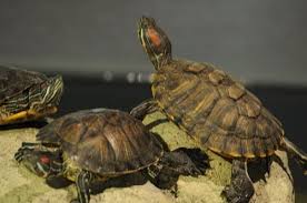 How Big A Red Eared Slider Can Get The Turtle Hub